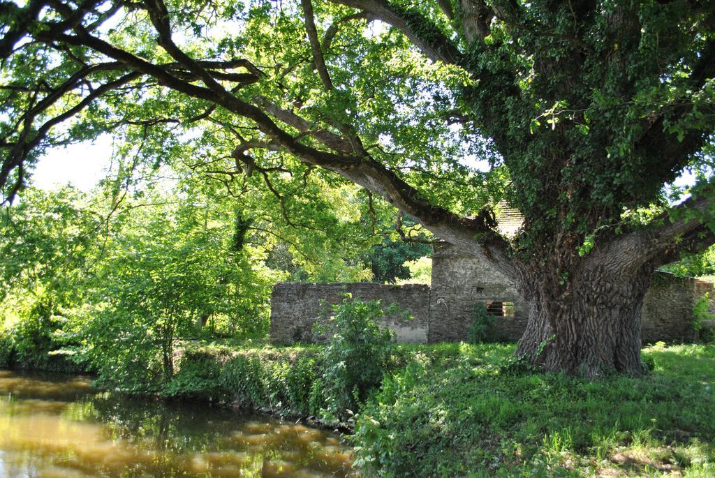 Bourg-d'Ire Le Manoir De La Vieille Douve Bed & Breakfast エクステリア 写真